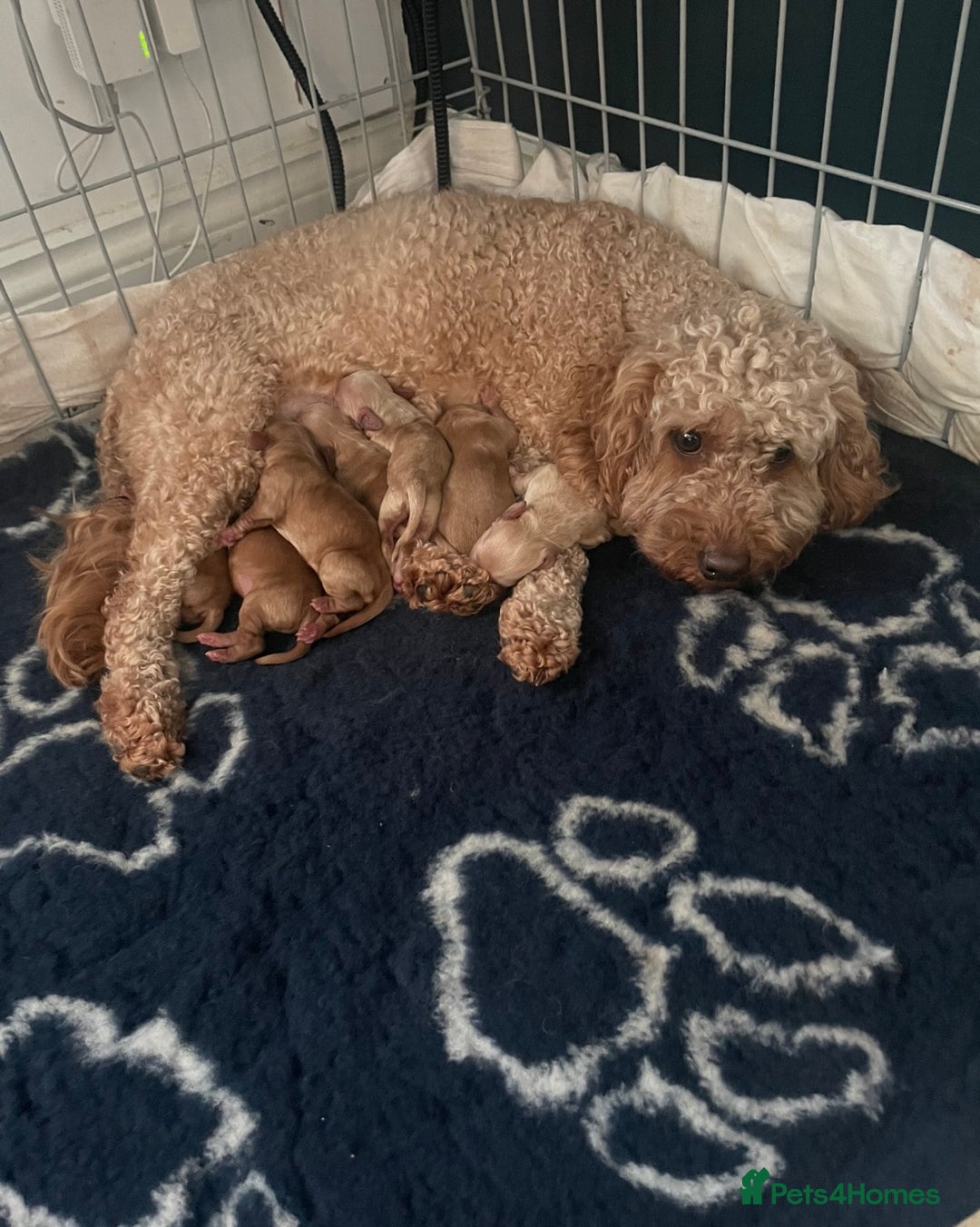 Cockapoo dogs for sale: Third Gen Cockapoos  - Image 4