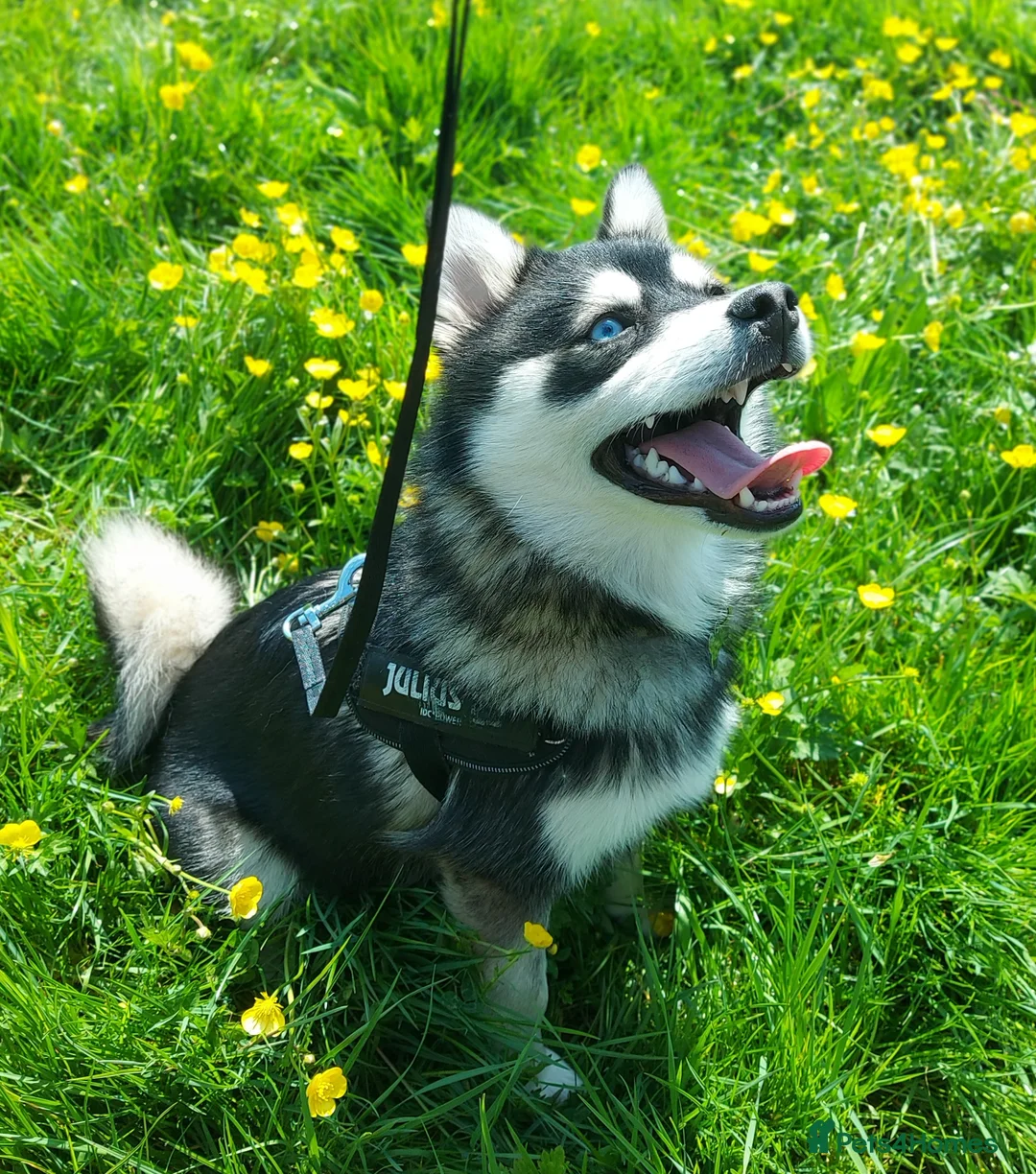 Pomsky dogs for stud: Pomsky Proven Stud | Blue Eyes  - Advert 2