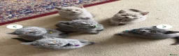 British Shorthair cats for sale: Ready to collect-GCCF British shorthair  kittens!  - Advert 3