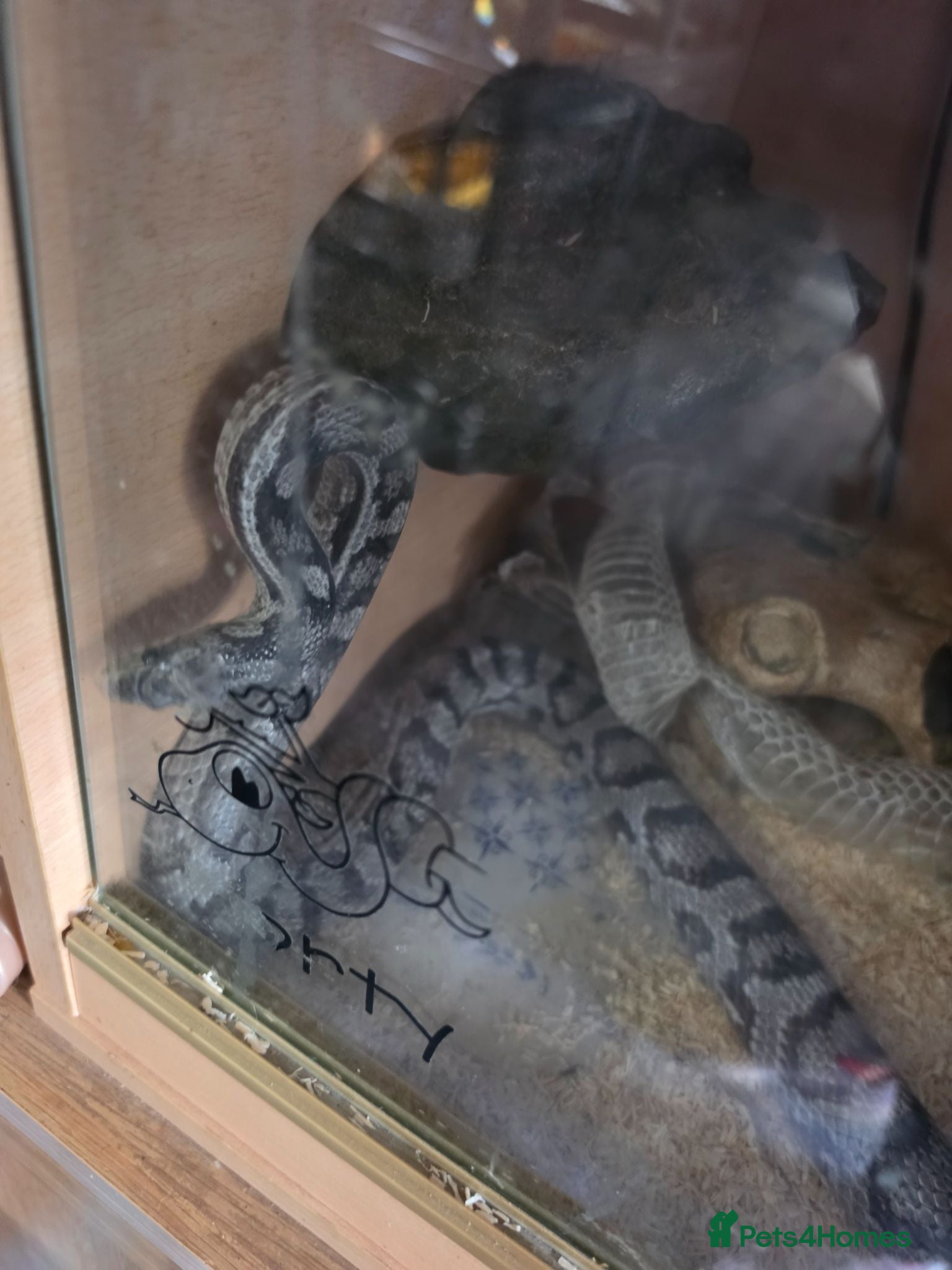 Corn Snake reptiles Corn snake - Advert 6