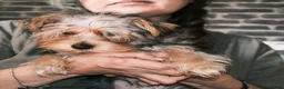 Yorkshire Terrier dogs for sale: Pure Yorkshire Terrier Pups - READY NOW 🐾 in London - Advert 15