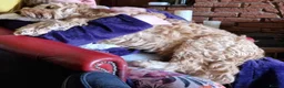 Cockapoo dogs for sale: Cockapoo male  - Advert 6