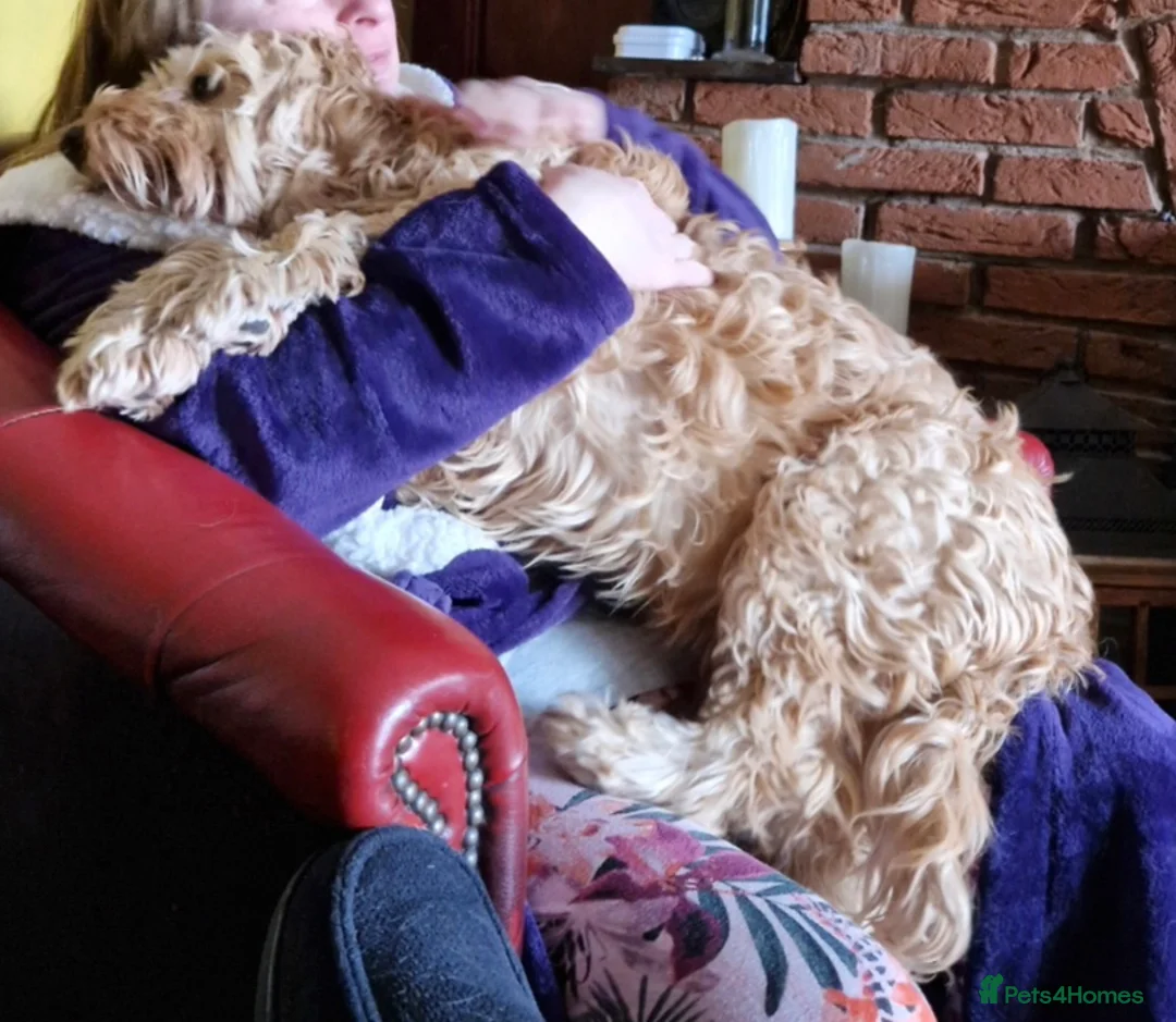 Cockapoo dogs for sale: Cockapoo male  - Advert 6