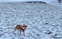 Japanese Shiba Inu dogs for sale: Beautiful Japanese Shiba Inu Puppies - Image 12