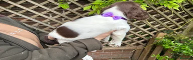 English Springer Spaniel 4