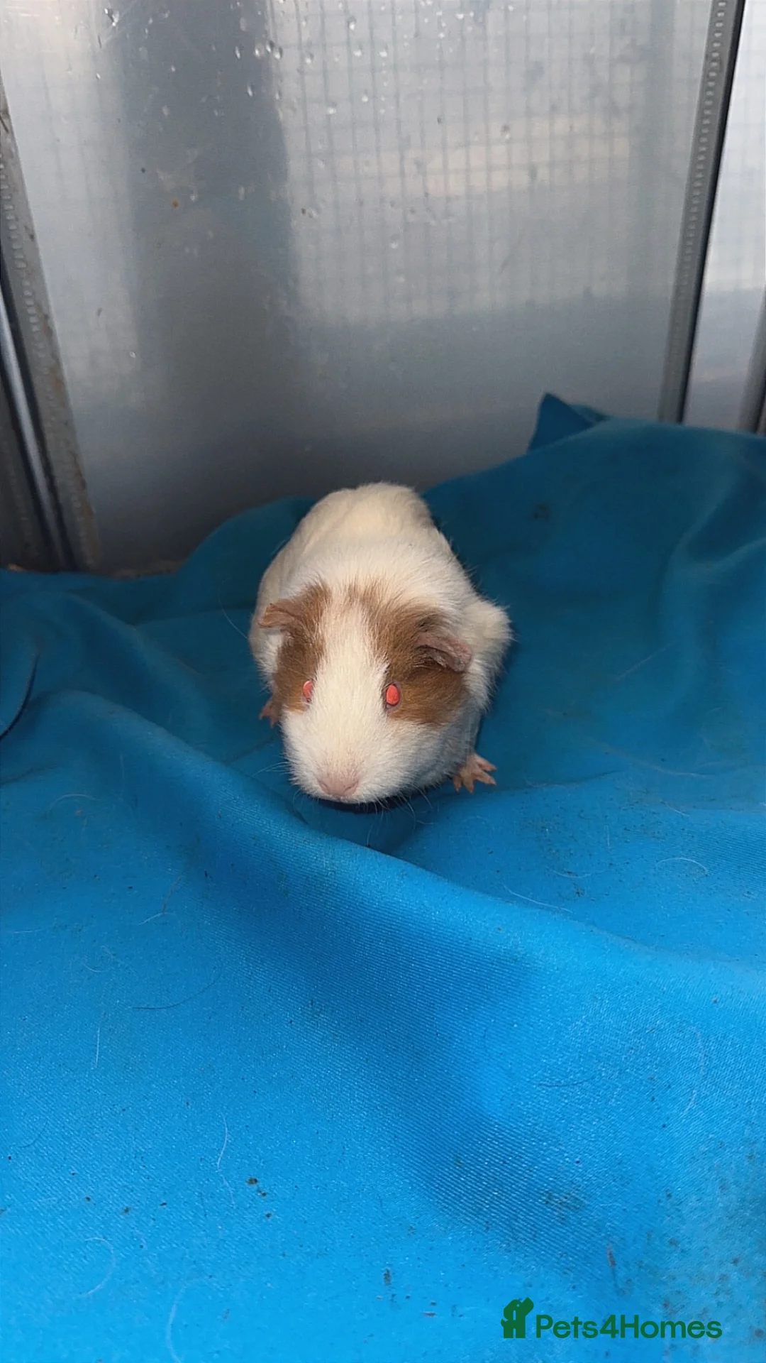 Guinea Pig rodents for sale: Guniea pigs  - Advert 16