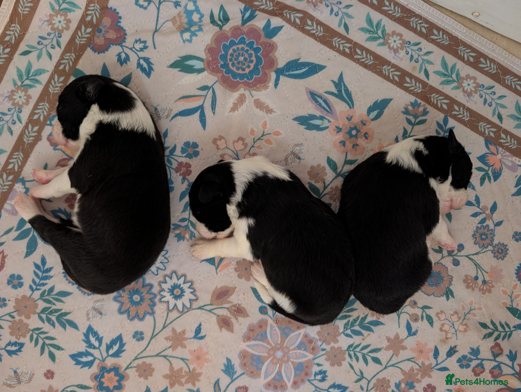 Border Collie dogs Traditional border collie puppies  - Advert 2