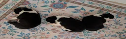 Border Collie dogs for sale: Traditional border collie puppies  - Advert 3