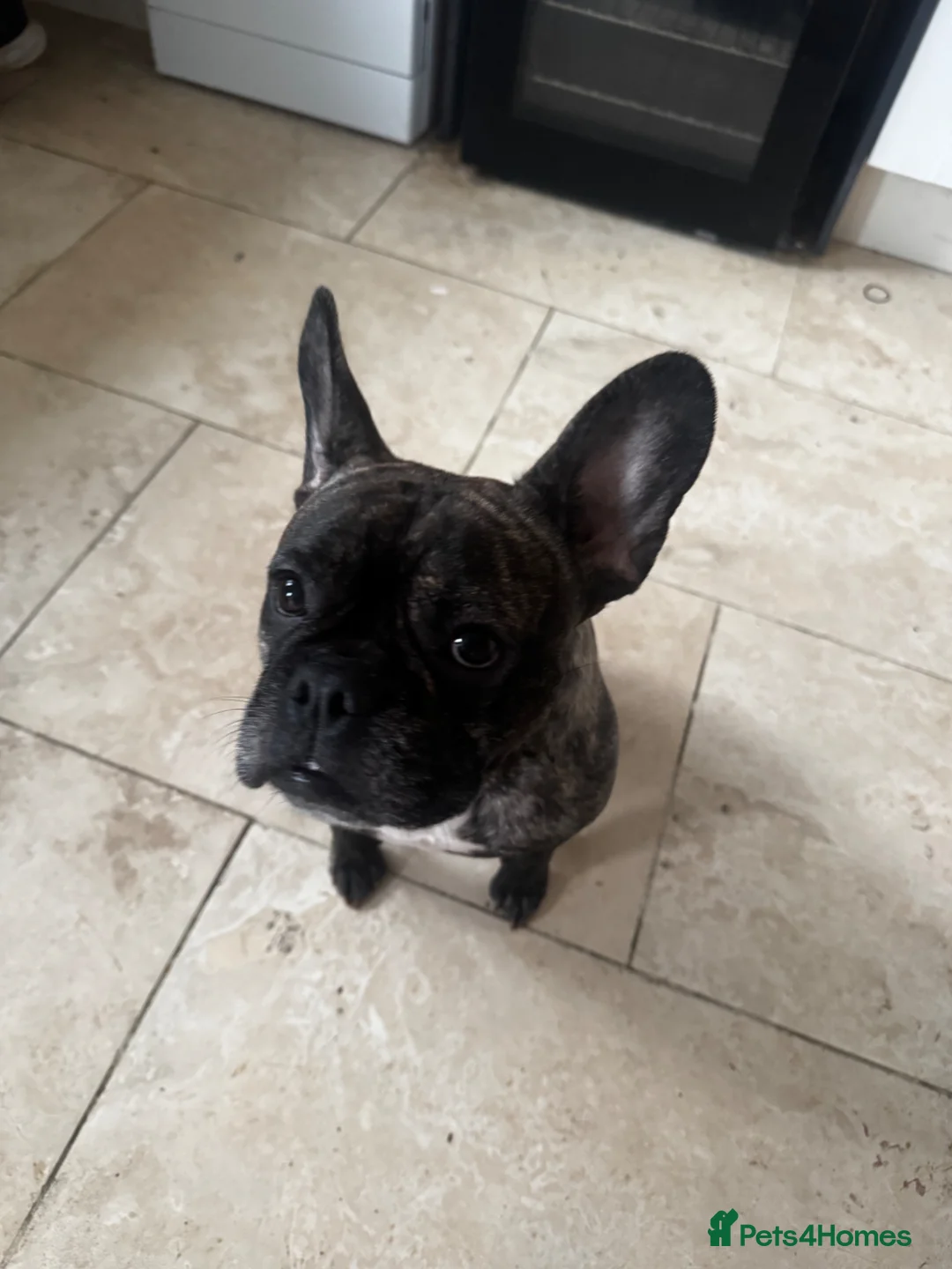 Mixed Breed dogs for sale: French bulldog for sale in Bicester - Advert 2