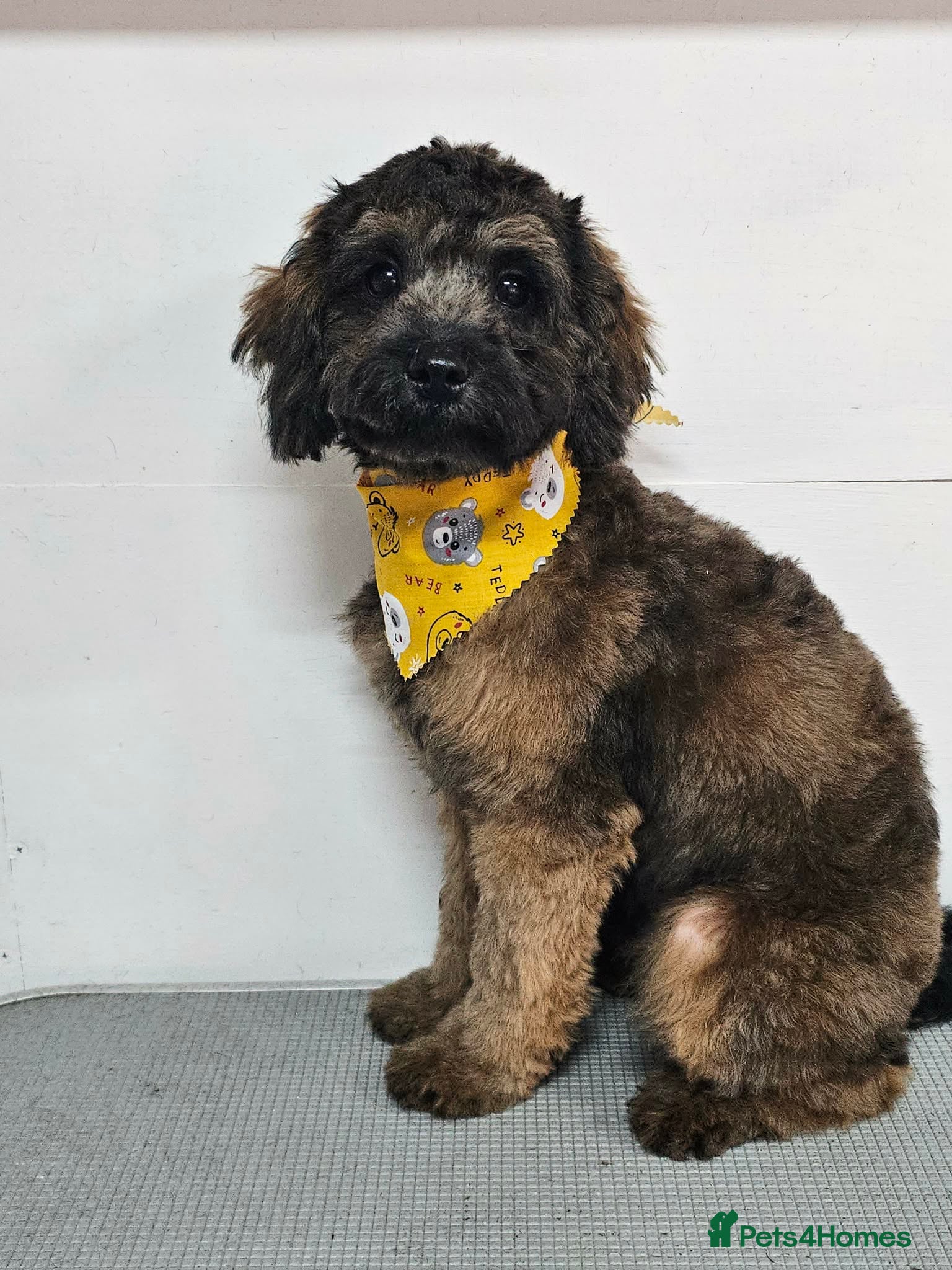 Shihpoo dogs F1b Fully Health Tested Shihpoo (1 boy left) - Advert 5