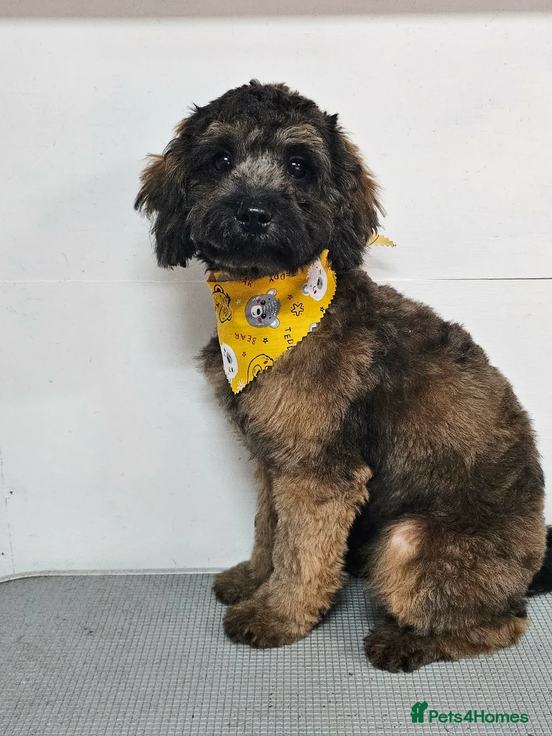 Shihpoo dogs for sale: F1b Fully Health Tested Shihpoo - Advert 1