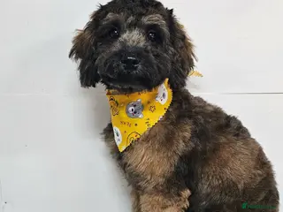 Shihpoo dogs F1b Fully Health Tested Shihpoo - Advert 1