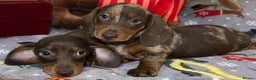 Miniature Dachshund dogs for sale: Two beautiful mini smooths available  - Advert 5