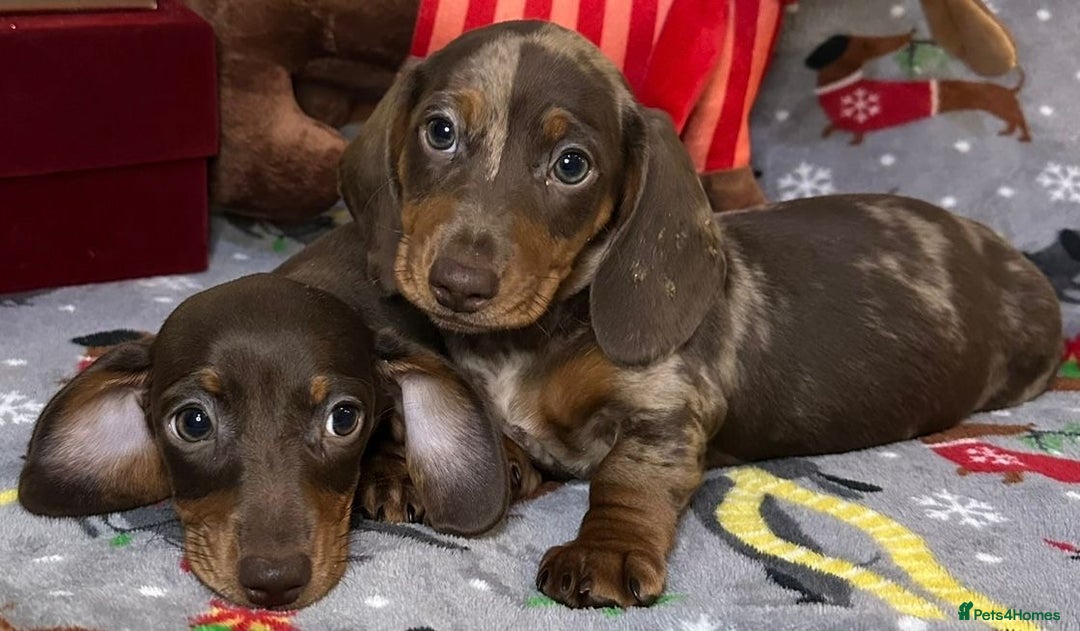 Miniature Dachshund dogs for sale: Two beautiful mini smooths available  - Advert 5