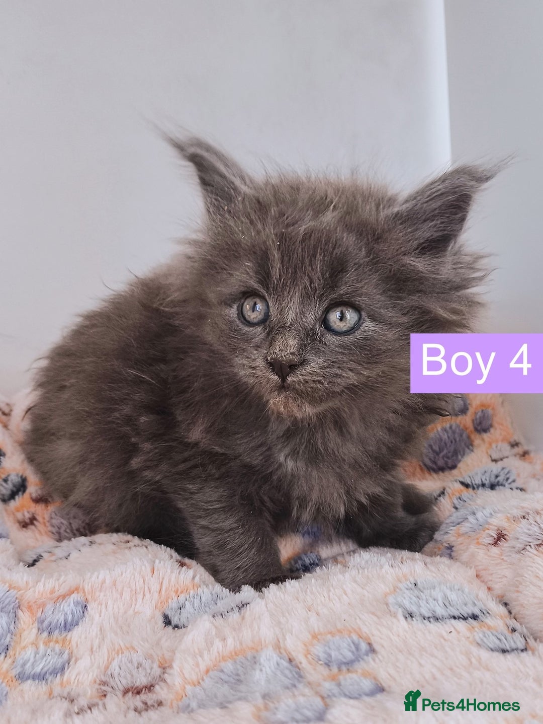 Maine Coon cats for sale: Blue Maine coon kittens + DNA health tested  - Advert 28