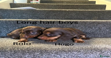 Miniature Dachshund dogs in Liverpool - Advert 14
