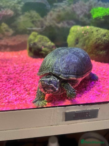 Turtle reptiles - Advert 1