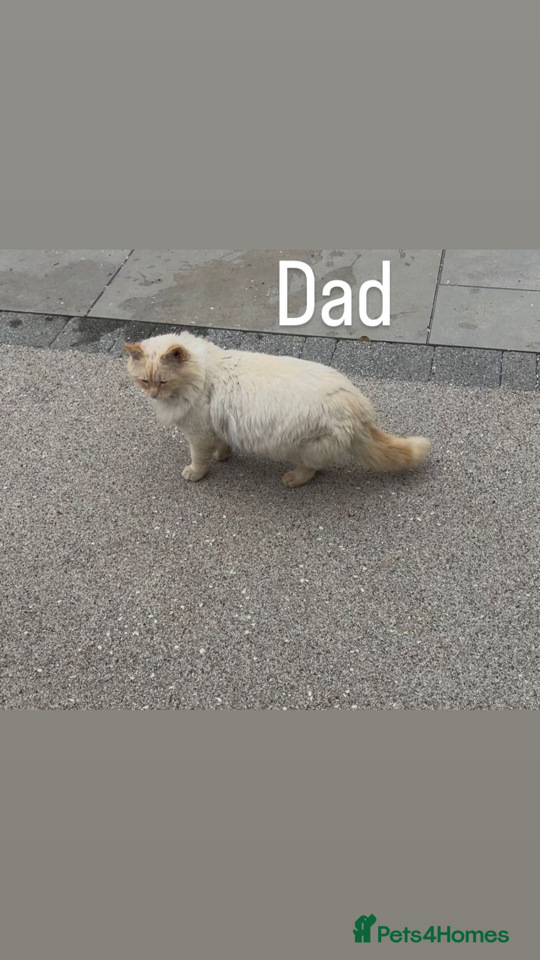 Ragdoll cats for sale: Ragdoll X bengals  - Image 20