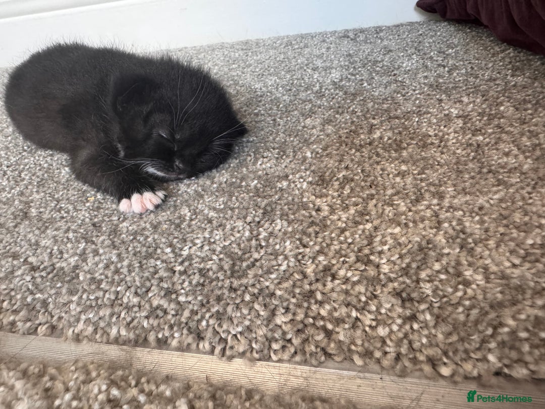 Mixed Breed cats for sale: 🐾 Half British Shorthair Kittens Available! 🐾 - Image 28