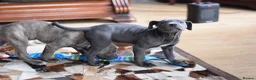 American Bull Staffy dogs for sale: American Staffordshire Terrier - Advert 26