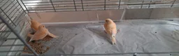 Canaries birds for sale: 3 young canaries hatched on 24.02.26 - Advert 10