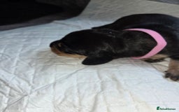 Miniature Dachshund dogs for sale: Miniature dacshund pups for sale - Image 13