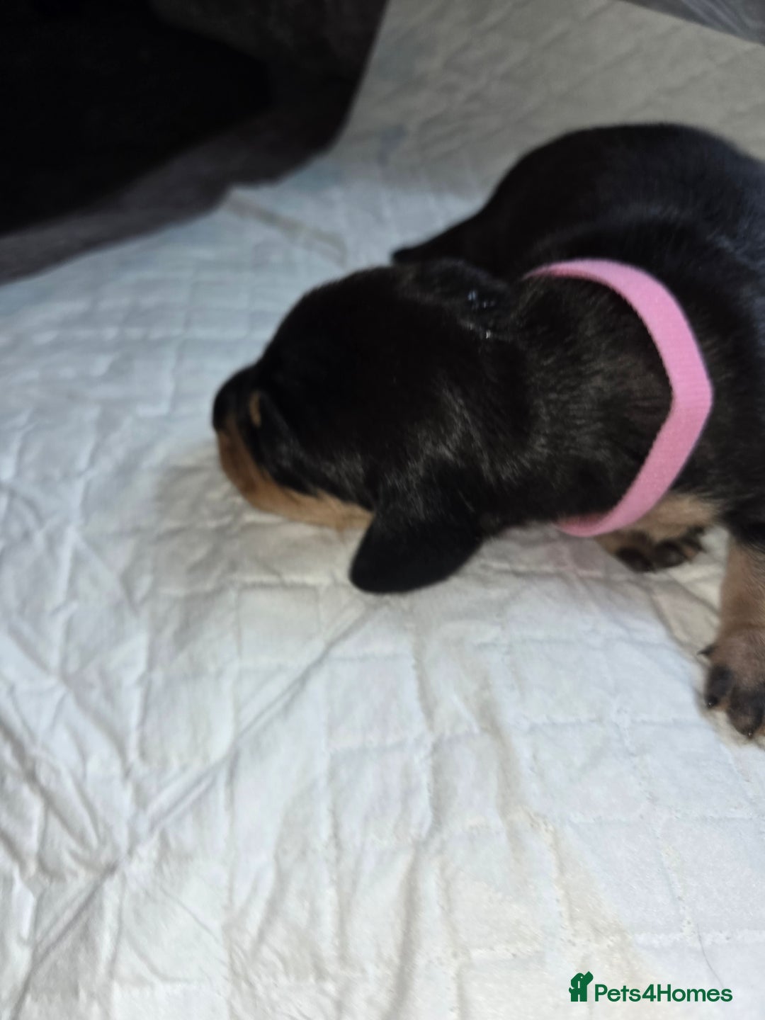 Miniature Dachshund dogs for sale: Miniature dacshund pups for sale - Image 13