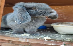 French Lop rabbits for sale: Lovely friendly girl - Image 2