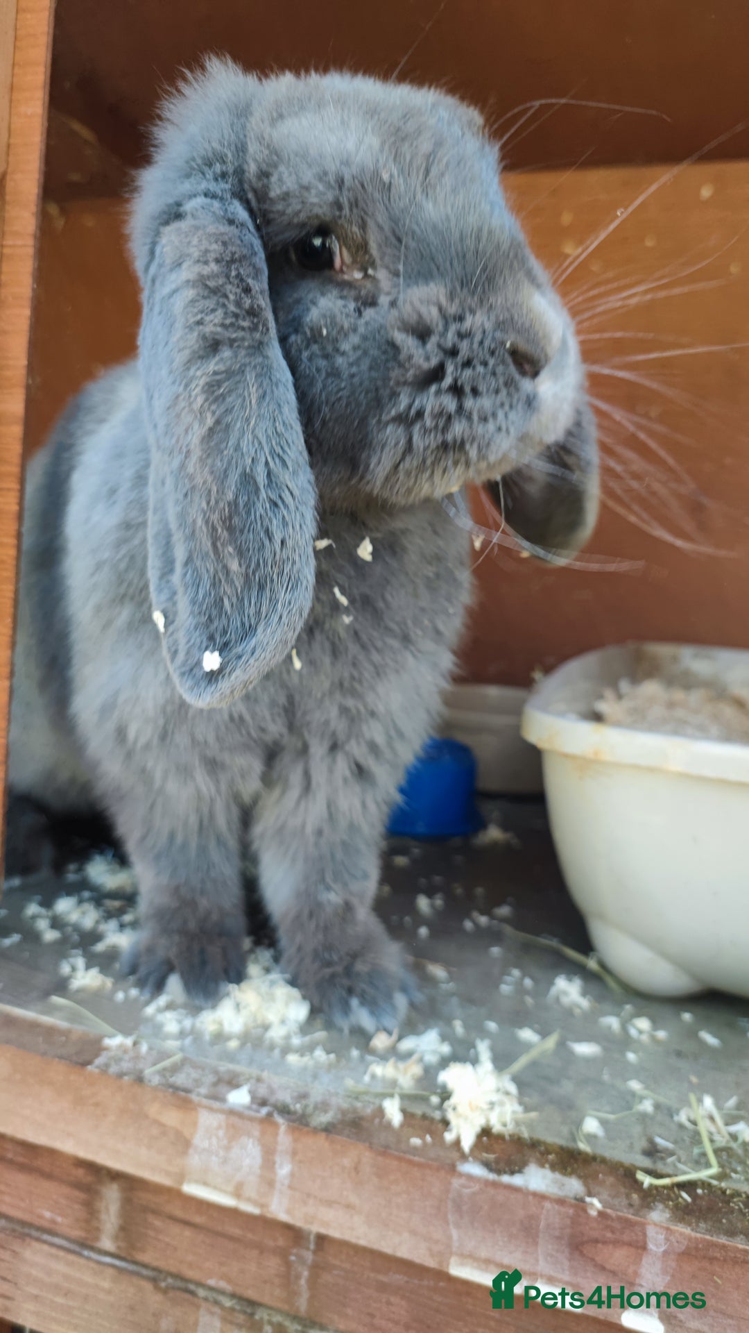 French Lop rabbits for sale: Lovely friendly girl - Image 2
