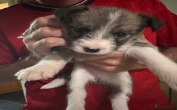 Mixed Breed dogs for sale: Siberian Husky X Staff/Lhasa Apso. Only 2 left!!  - Image 33