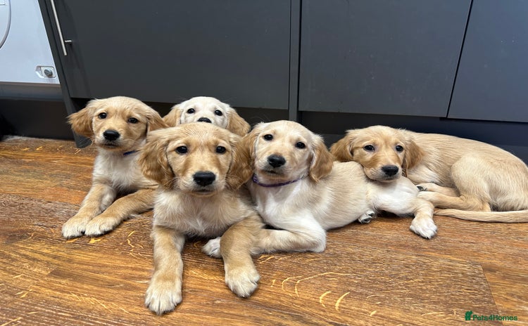 Golden Retriever dogs - Advert 1