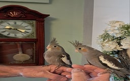Cockatiels birds for sale: Hand reared baby cocktails very tame and ready  - Image 7