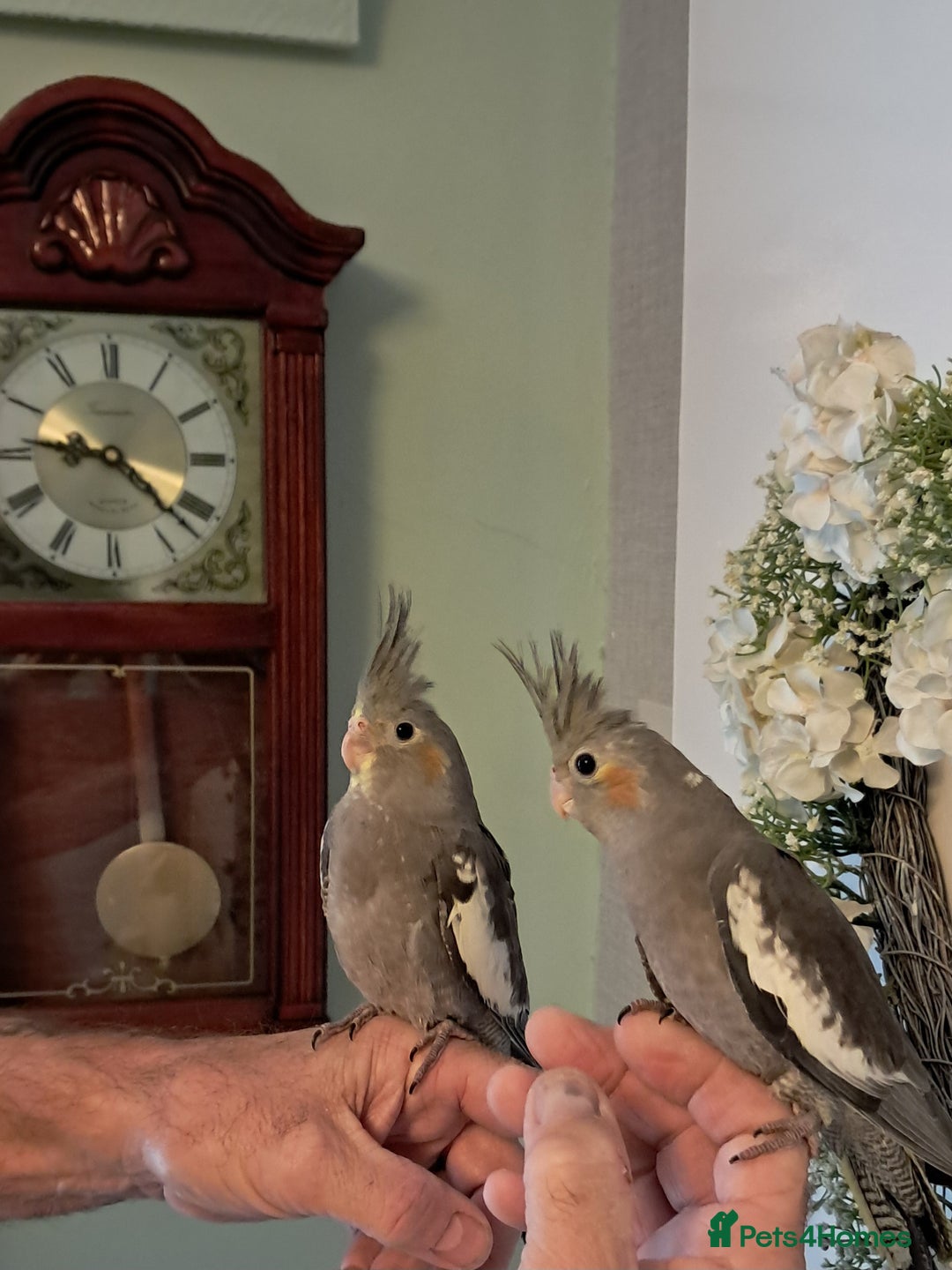 Cockatiels birds for sale: Hand reared baby cocktails very tame and ready  - Image 7