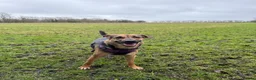 Mixed Breed dogs for sale: Roxy ❤️ A devoted girl looking a home (urgent) - Advert 11