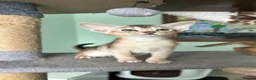Abyssinian cats for sale: TICA Abyssinian kittens  - Advert 8