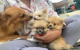 Pomeranian dogs for sale: Beautiful Russian bloodline Pomeranian puppies - Image 23