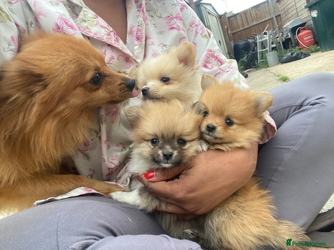 Pomeranian dogs for sale: Beautiful Russian bloodline Pomeranian puppies - Image 23