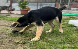 Mixed Breed dogs for adoption: DARIA -  a superb little girl, for a Loving Home - Image 10