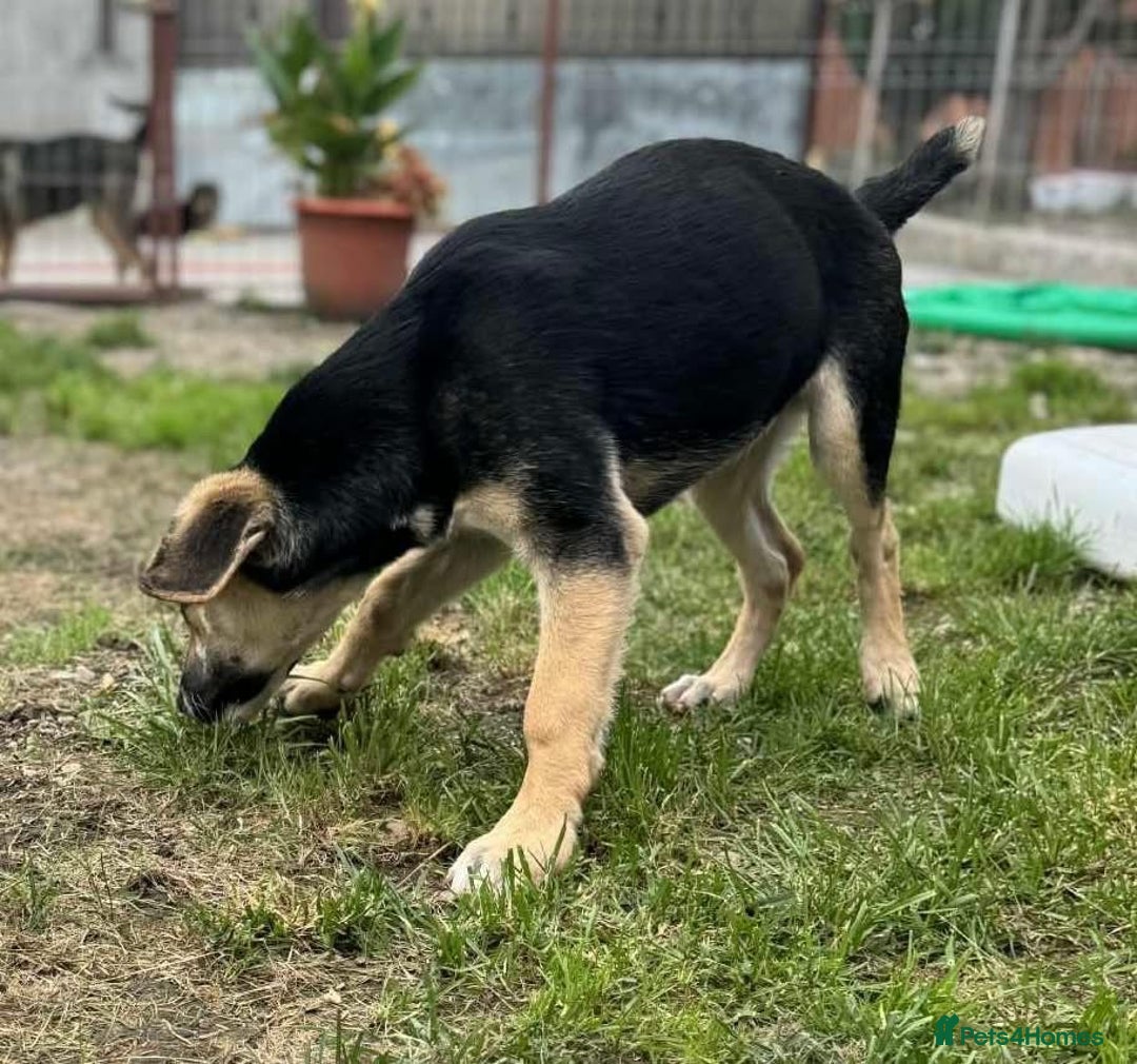Mixed Breed dogs for adoption: DARIA -  a superb little girl, for a Loving Home - Image 10
