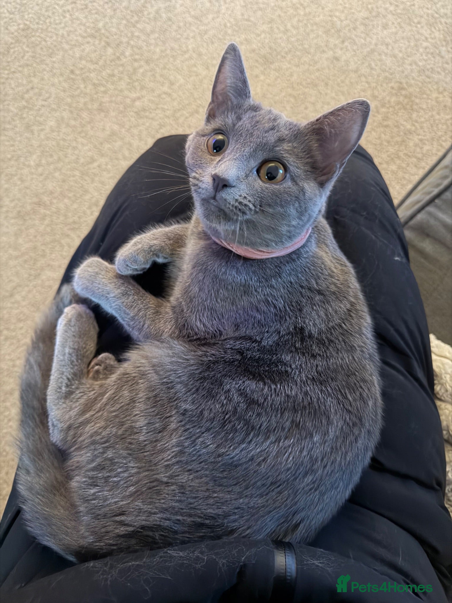 Mixed Breed cats Russian blue x domesticated long hair  - Advert 18