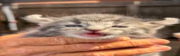 American Curl cats for sale: American curl - Advert 5