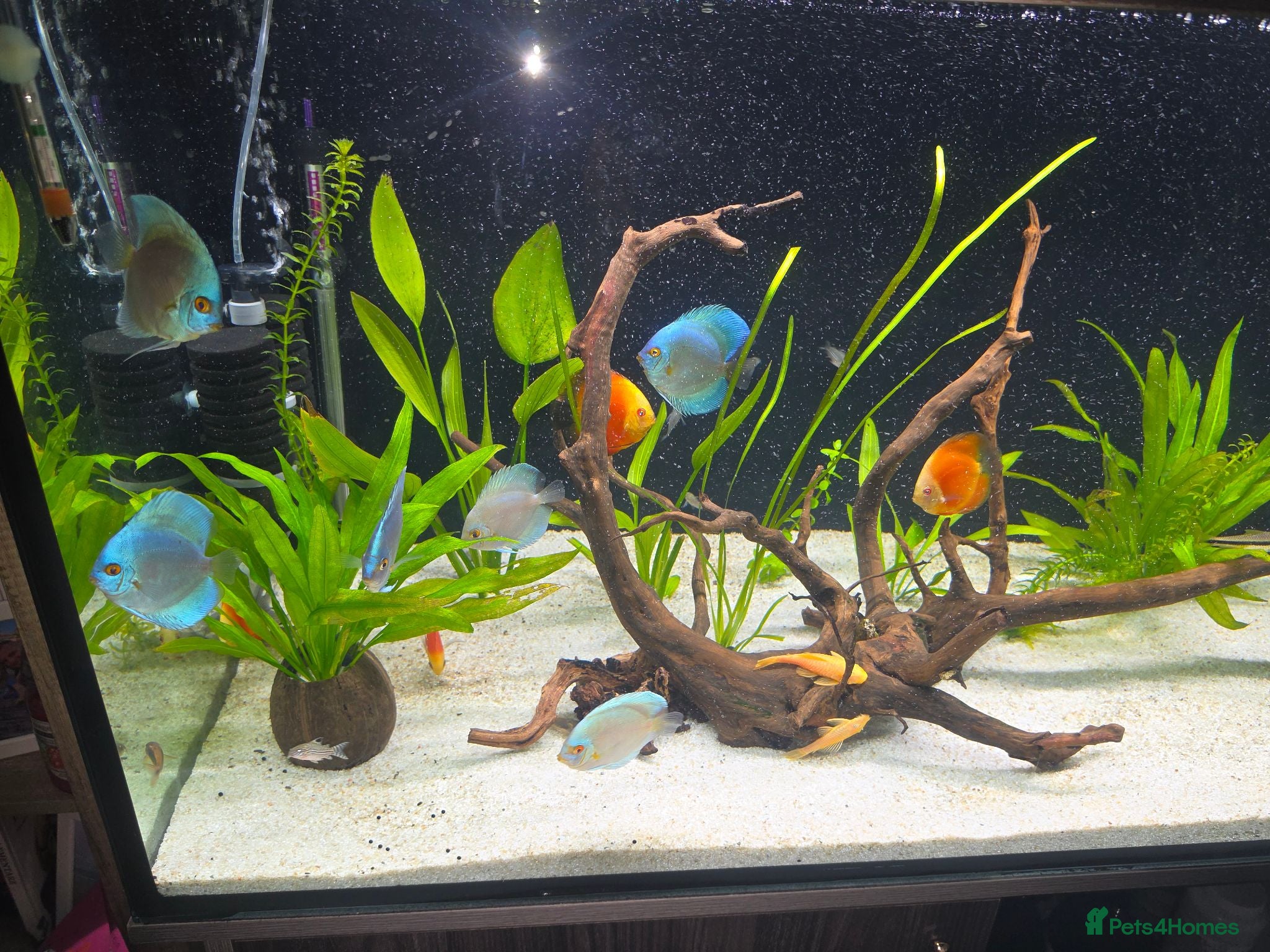 Cichlids fish Discus - Advert 5