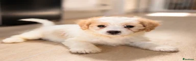 Cavachon Puppy 5