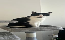 British Shorthair cats for sale: Rehoming my cat Stitch.  - Image 1