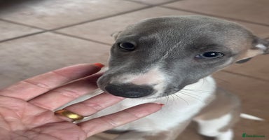 Whippet dogs - Advert 14