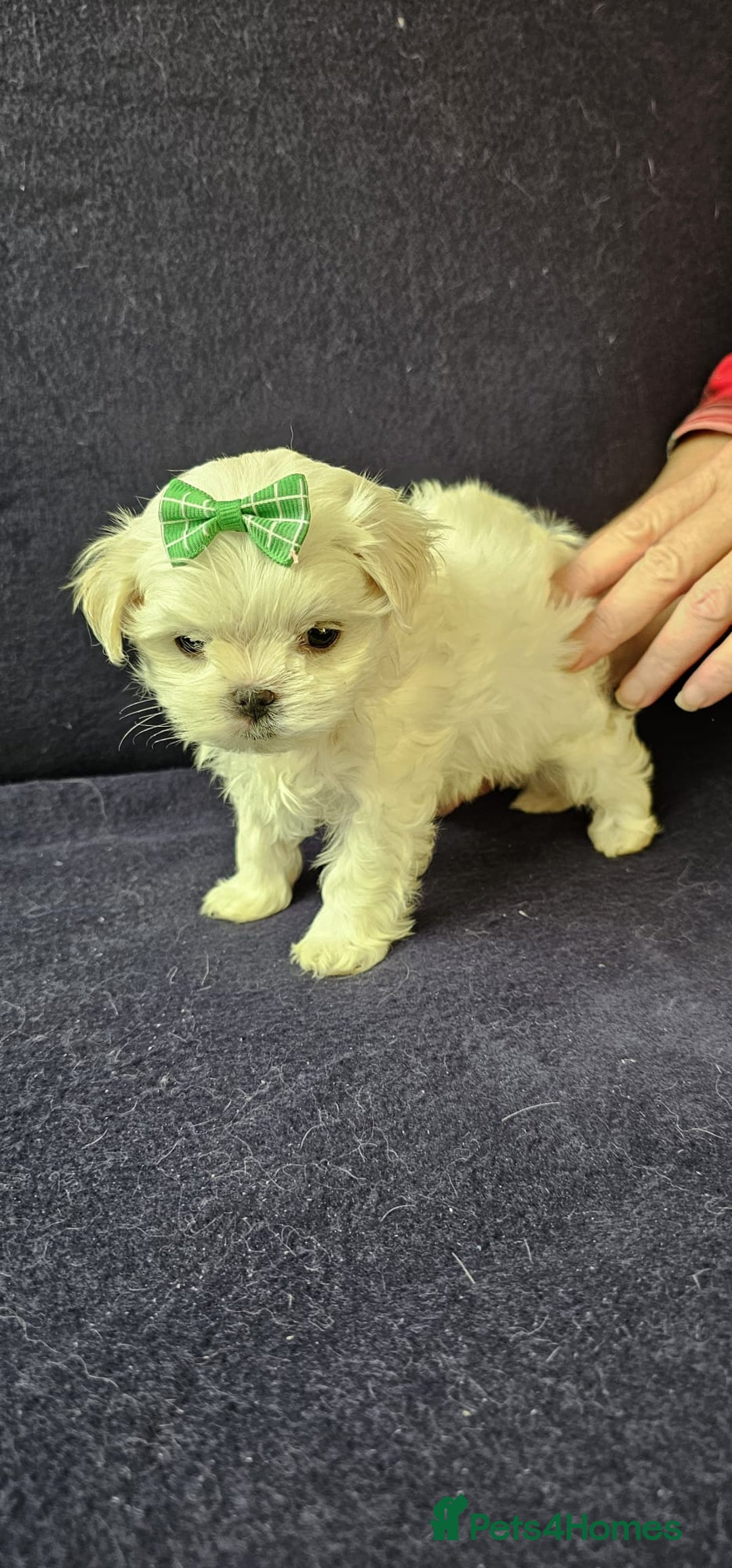 Maltese dogs for sale: Mini Maltese  - Advert 4