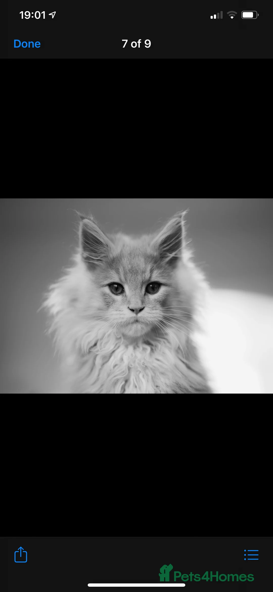 Maine Coon cats for stud: Alphie Maine coon STUD in Atherstone - Advert 8