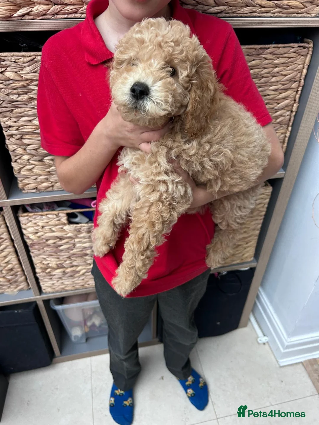 Goldendoodle dogs for sale: Last mini goldendoodle girl - Advert 4