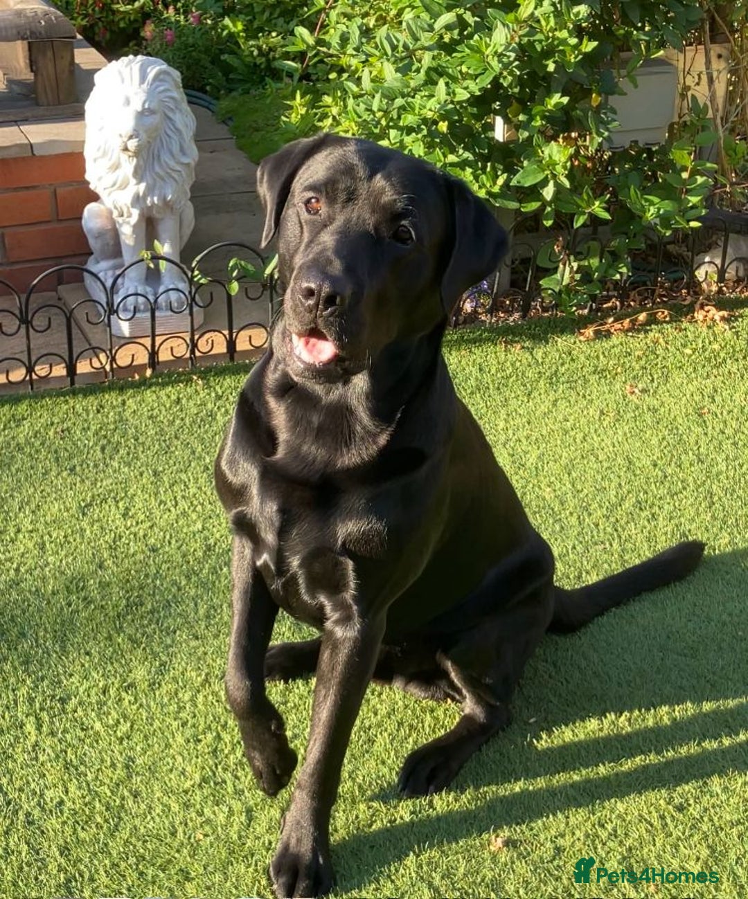 Labrador Retriever dogs for stud: Kenzduo Blackout (Tyson) - Advert 2