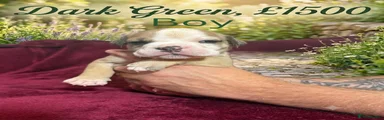 Olde English Bulldogge 8